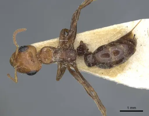 Pseudomyrmex kuenckeli specimen CASENT0916876 image casent0916876_1