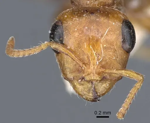 Pseudomyrmex kuenckeli specimen CASENT0916876 image casent0916876_2
