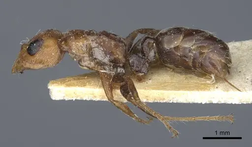 Pseudomyrmex kuenckeli specimen CASENT0916876 image casent0916876_3
