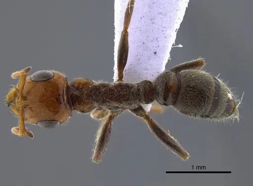 Pseudomyrmex kuenckeli specimen CBUMAGENT41809 image cbumagent41809_1