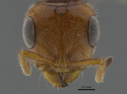 Pseudomyrmex kuenckeli specimen CBUMAGENT41809 image cbumagent41809_2
