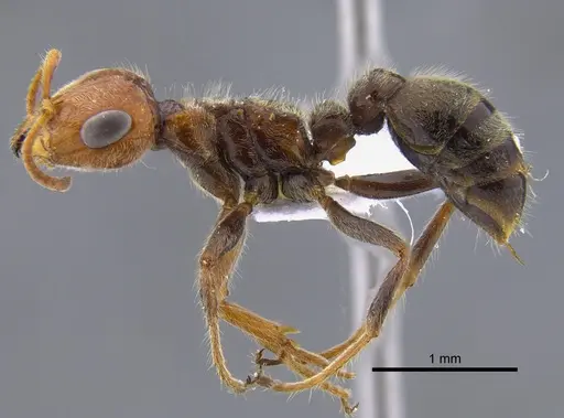 Pseudomyrmex kuenckeli specimen CBUMAGENT41809 image cbumagent41809_3