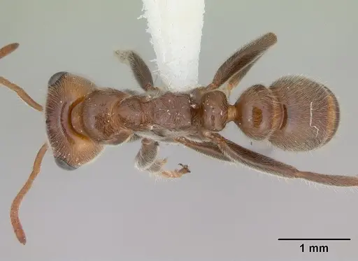 Pseudomyrmex kuenckeli specimen JTLC000006253 image jtlc000006253_1