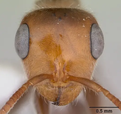 Pseudomyrmex kuenckeli specimen JTLC000006253 image jtlc000006253_2