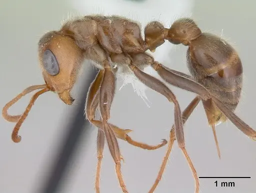 Pseudomyrmex kuenckeli specimen JTLC000006253 image jtlc000006253_3