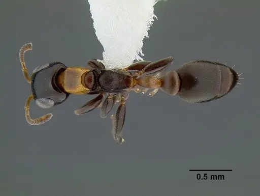 Pseudomyrmex laevifrons specimen CASENT0762973 image casent0762973_1