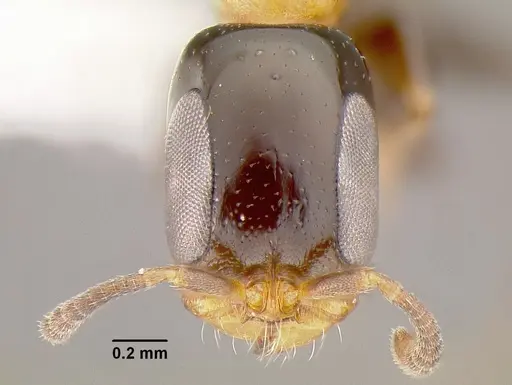 Pseudomyrmex laevifrons specimen CASENT0762973 image casent0762973_2