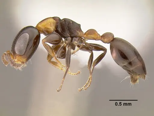 Pseudomyrmex laevifrons specimen CASENT0762973 image casent0762973_3