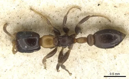 Pseudomyrmex laevifrons specimen CASENT0902923 image casent0902923_1