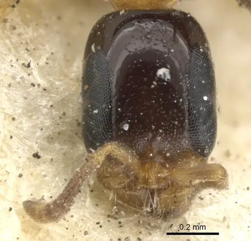 Pseudomyrmex laevifrons specimen CASENT0902923 image casent0902923_2