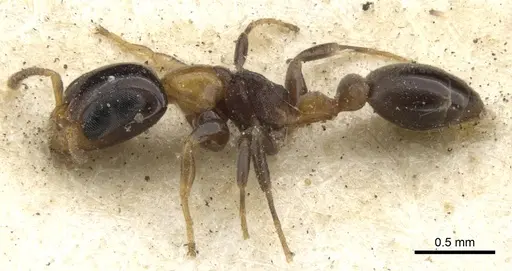 Pseudomyrmex laevifrons specimen CASENT0902923 image casent0902923_3