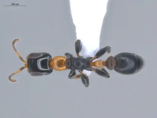 Pseudomyrmex laevifrons specimen ECOFOG-BOUM-1256-01 image ecofog-boum-1256-01_1