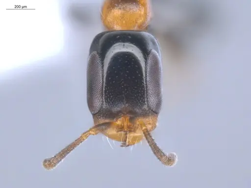 Pseudomyrmex laevifrons specimen ECOFOG-BOUM-1256-01 image ecofog-boum-1256-01_2