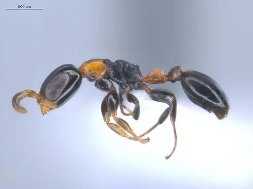 Pseudomyrmex laevifrons specimen ECOFOG-BOUM-1256-01 image ecofog-boum-1256-01_3