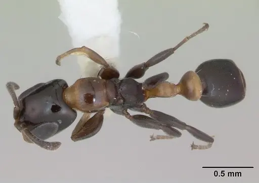 Pseudomyrmex laevifrons specimen LACMENT142549 image lacment142549_1