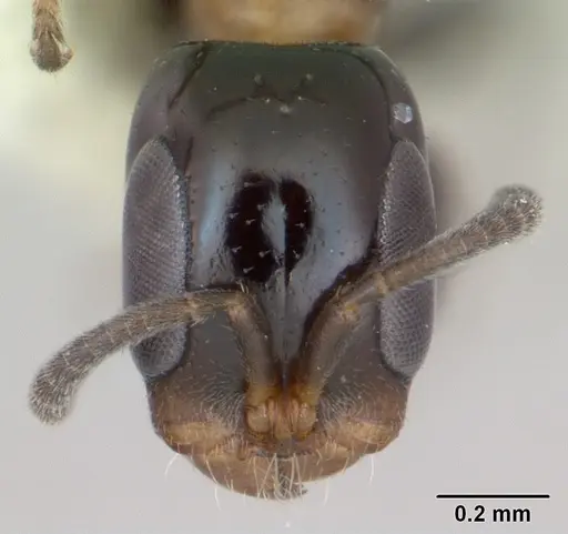 Pseudomyrmex laevifrons specimen LACMENT142549 image lacment142549_2