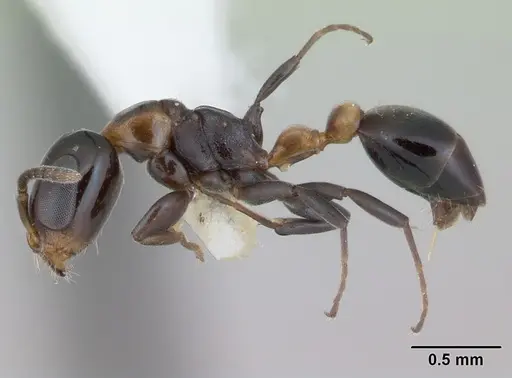 Pseudomyrmex laevifrons specimen LACMENT142549 image lacment142549_3