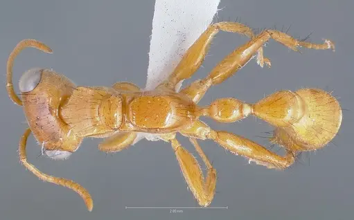 Pseudomyrmex laevigatus specimen CASENT0005840 image casent0005840_1