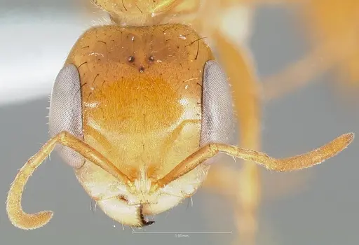 Pseudomyrmex laevigatus specimen CASENT0005840 image casent0005840_2