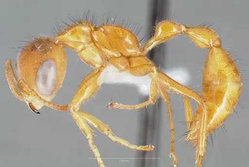 Pseudomyrmex laevigatus specimen CASENT0005840 image casent0005840_3
