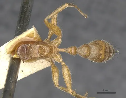 Pseudomyrmex laevigatus specimen CASENT0902851 image casent0902851_1