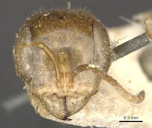 Pseudomyrmex laevigatus specimen CASENT0902851 image casent0902851_2
