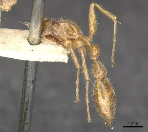 Pseudomyrmex laevigatus specimen CASENT0902851 image casent0902851_3