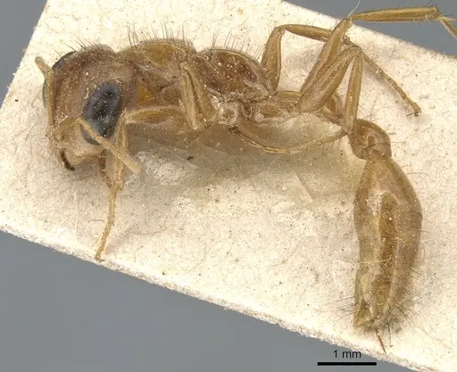 Pseudomyrmex laevigatus specimen CASENT0904044 image casent0904044_3