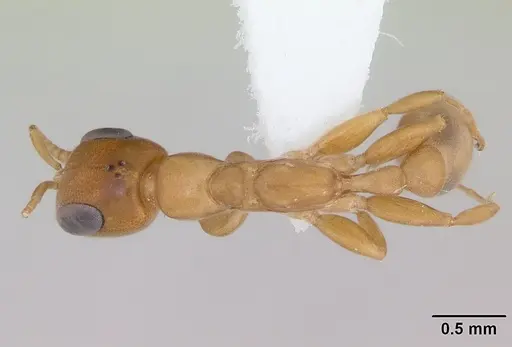 Pseudomyrmex laevivertex specimen CASENT0173764 image casent0173764_1