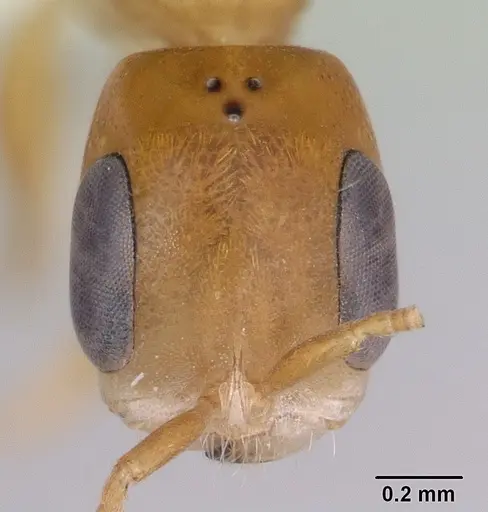 Pseudomyrmex laevivertex specimen CASENT0173764 image casent0173764_2