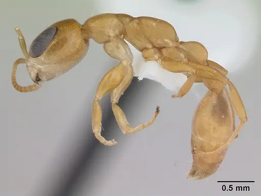 Pseudomyrmex laevivertex specimen CASENT0173764 image casent0173764_3