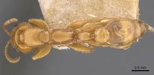 Pseudomyrmex laevivertex specimen CASENT0907540 image casent0907540_1
