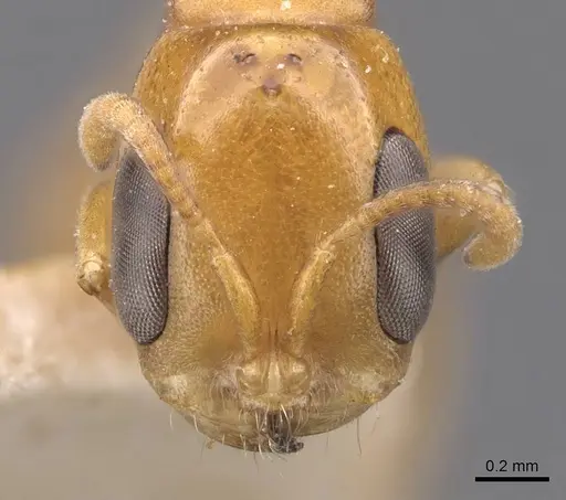 Pseudomyrmex laevivertex specimen CASENT0907540 image casent0907540_2