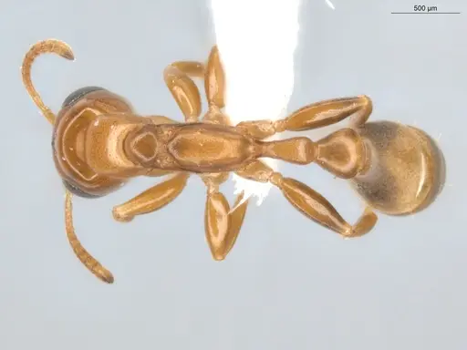Pseudomyrmex laevivertex specimen ECOFOG-BUG-0002-05 image ecofog-bug-0002-05_1