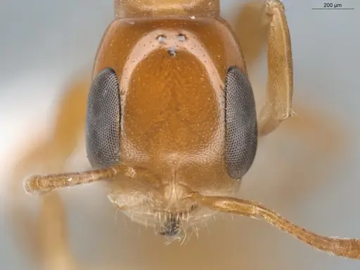 Pseudomyrmex laevivertex specimen ECOFOG-BUG-0002-05 image ecofog-bug-0002-05_2