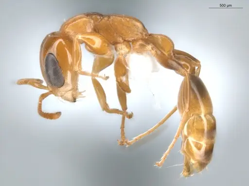 Pseudomyrmex laevivertex specimen ECOFOG-BUG-0002-05 image ecofog-bug-0002-05_3