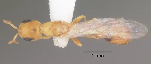 Pseudomyrmex leptosus specimen CASENT0103909 image casent0103909_1