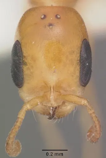 Pseudomyrmex leptosus specimen CASENT0103909 image casent0103909_2