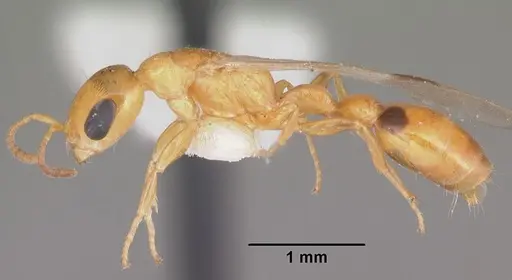 Pseudomyrmex leptosus specimen CASENT0103909 image casent0103909_3