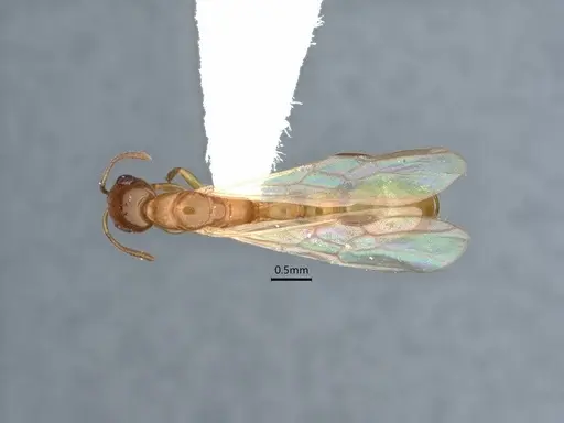 Pseudomyrmex leptosus specimen CASENT0866514 image casent0866514_1
