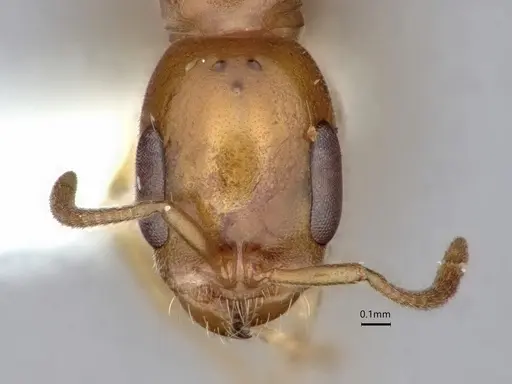 Pseudomyrmex leptosus specimen CASENT0866514 image casent0866514_2
