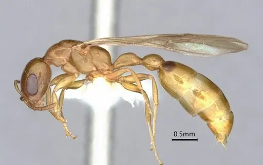 Pseudomyrmex leptosus specimen CASENT0866514 image casent0866514_3
