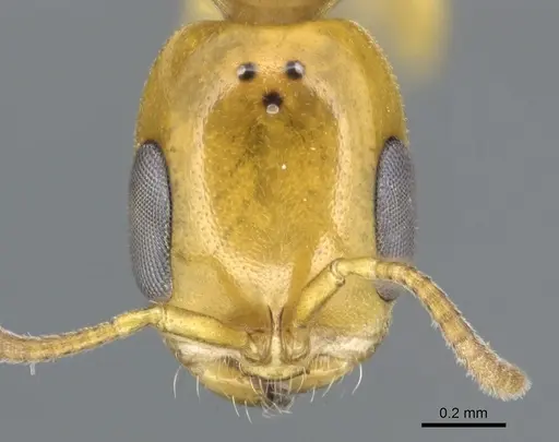 Pseudomyrmex leptosus specimen CASENT0902896 image casent0902896_2