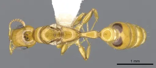 Pseudomyrmex leptosus specimen CASENT0902897 image casent0902897_1