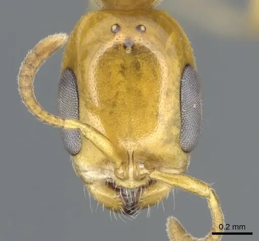 Pseudomyrmex leptosus specimen CASENT0902897 image casent0902897_2