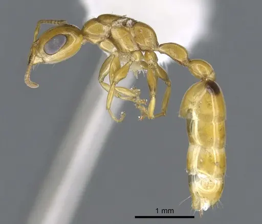 Pseudomyrmex leptosus specimen CASENT0902897 image casent0902897_3