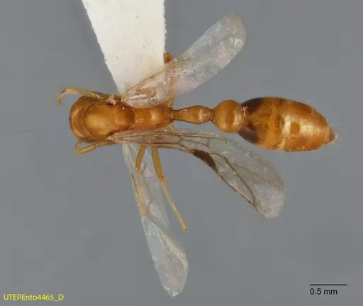 Pseudomyrmex leptosus specimen UTEPENTO4465 image utepento4465_1