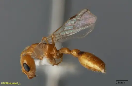Pseudomyrmex leptosus specimen UTEPENTO4465 image utepento4465_2