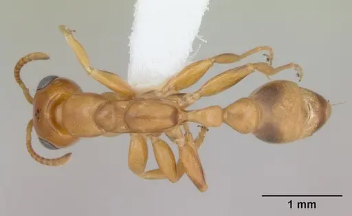 Pseudomyrmex lizeri specimen CASENT0173766 image casent0173766_1