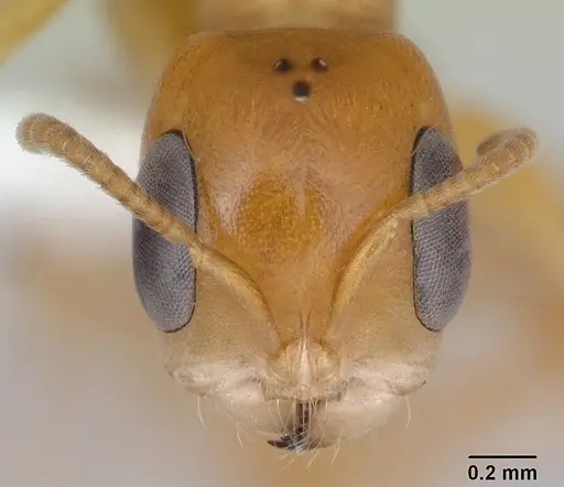 Pseudomyrmex lizeri specimen CASENT0173766 image casent0173766_2